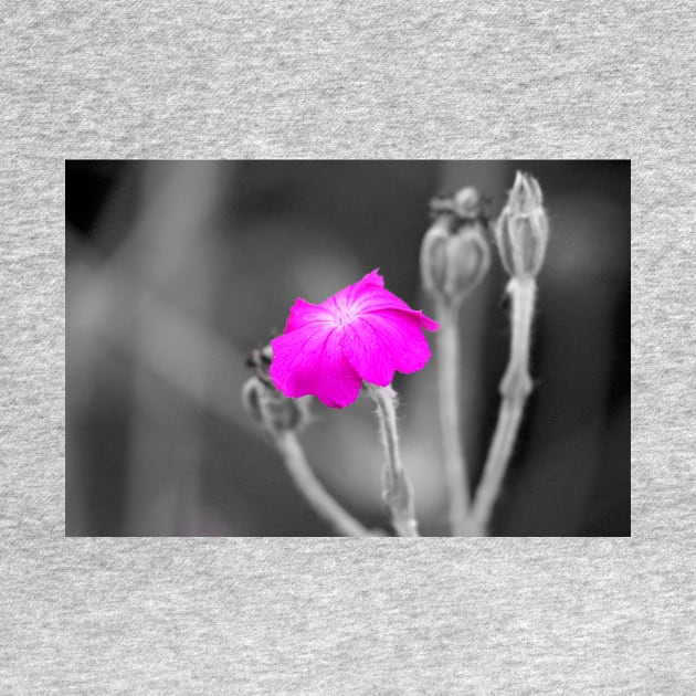 Magenta Flower Selective Color Photography by MidnightRose77